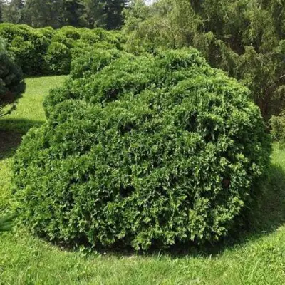 Туя УМБРАКУЛИФЕРА западная в Солигорске