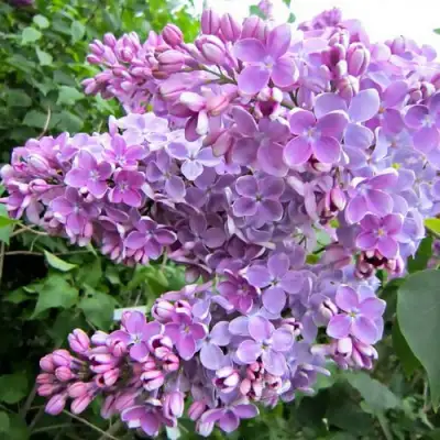 Сирень ОЛЯ в Солигорске