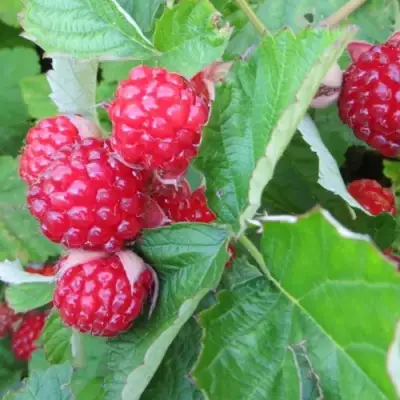 Ежемалина РЕД ДАЙМОНД в Солигорске