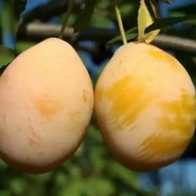 Слива ВАШИНГТОН в Солигорске