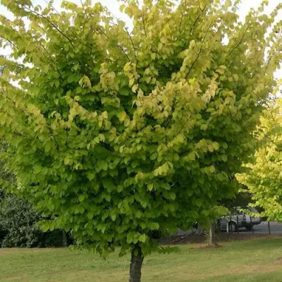 Вяз обыкновенный в Солигорске