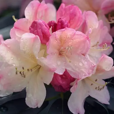 Рододендрон ПЕРСИ ВАЙСМАН в Солигорске