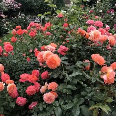 Роза БЕЛЬВЕДЕР шраб в Солигорске