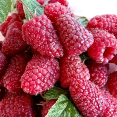 Малина КАСКАД ДЕЛАЙТ в Солигорске