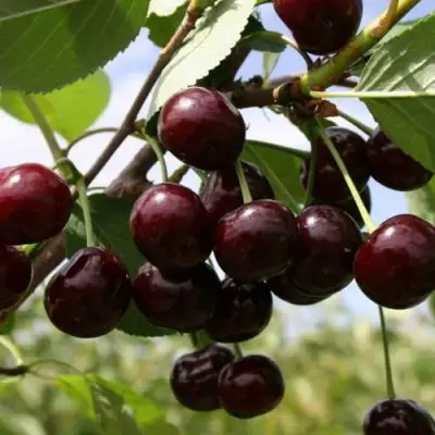 Вишня СВЕРДЛОВЧАНКА степная в Солигорске