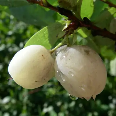 Голубика СНЕГУРОЧКА в Солигорске