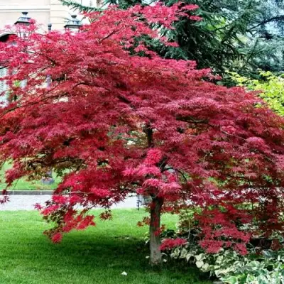 Клен пальмолистный в Солигорске