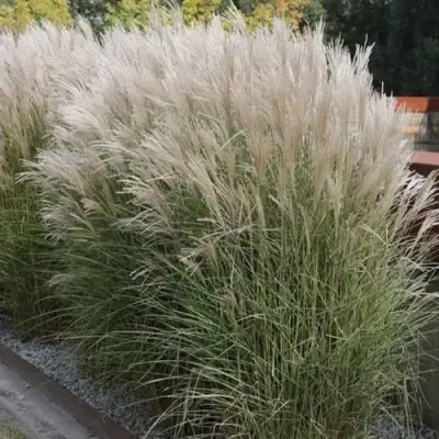 Мискантус КЛЯЙН СИЛЬБЕРСПАЙН китайский  в Солигорске