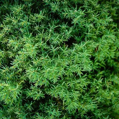 Туя ТЕДДИ западная в Солигорске