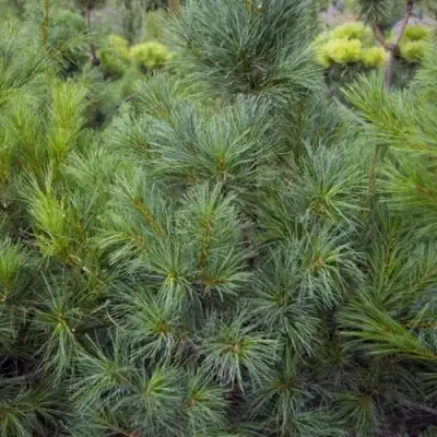 Сосна АРМАНДИ в Солигорске