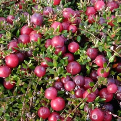 Клюква БЕН ЛИР в Солигорске