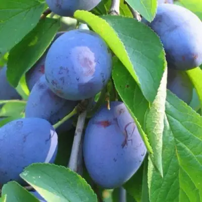 Слива ПЕРДРИГОН в Солигорске