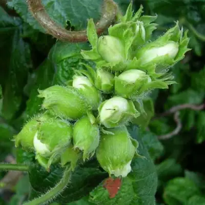 Фундук ВЕББА ЦЕННЫЙ в Солигорске