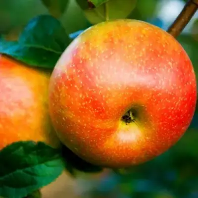 Яблоня АБРИКОСОВАЯ в Солигорске