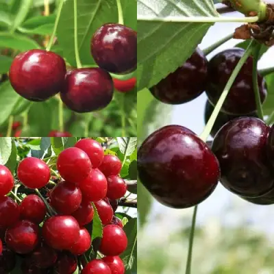 Комплект ВИШНЕВЫЙ САД в Солигорске