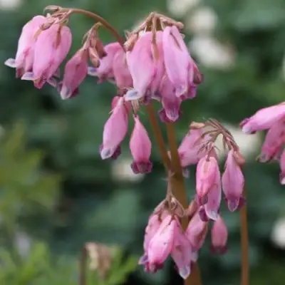 Дицентра изящная в Солигорске