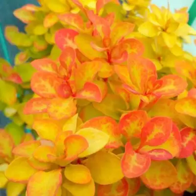 Барбарис САММЕР САНСЕТ тунберга в Солигорске