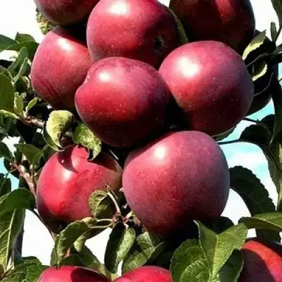 Яблоня СОЗВЕЗДИЕ колонновидная в Солигорске