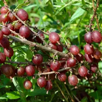 Крыжовник ОЛАВИ (ХИННОНМАЕН ПУНАЙНЕН) в Солигорске