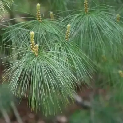 Сосна АРМАНДИ в Солигорске