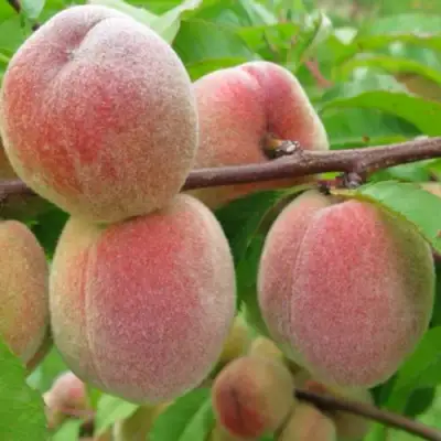 Персик ЕЛГАВСКИЙ в Солигорске