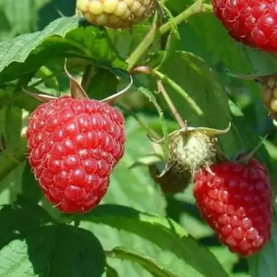 Малина ТАДМОР в Солигорске