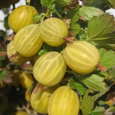 Крыжовник ЯРОВОЙ в Солигорске