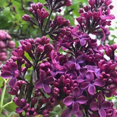 Сирень ЛЮДВИГ ШПЕТ в Солигорске