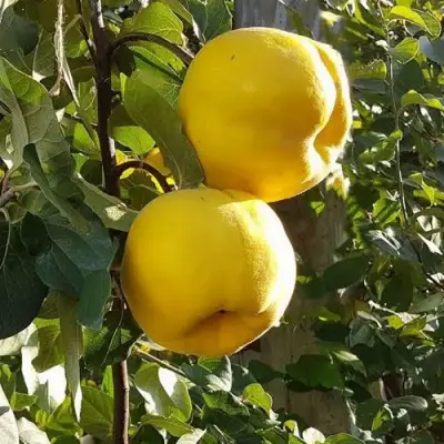 Айва МАРИЯ в Солигорске