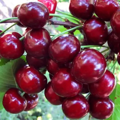 Вишня ЖУКОВСКАЯ в Солигорске