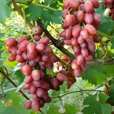 Виноград БАСАНТИ в Солигорске