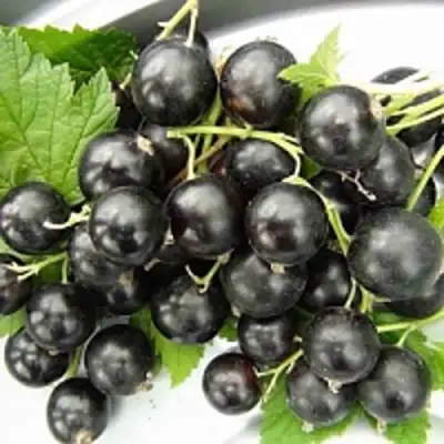 Смородина чёрная ТИТАНИЯ в Солигорске