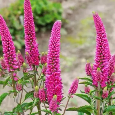 Вероника ФЕРСТ ЛАВ длиннолистная в Солигорске