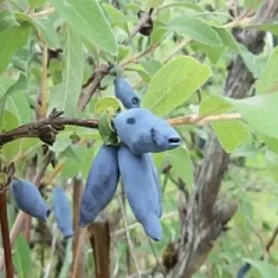 Жимолость съедобная ПУШКИНСКАЯ в Солигорске