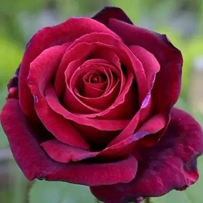 Роза ПАПА МЕЙЯН чайно-гибридная в Солигорске