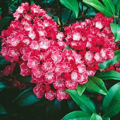 Кальмия КАРДИНАЛ в Солигорске