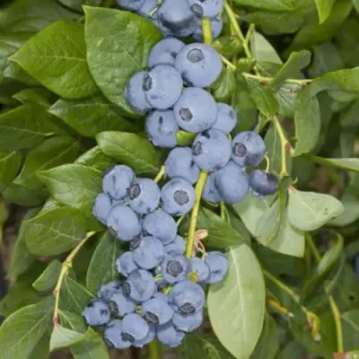 Голубика ЛИБЕРТИ в Солигорске