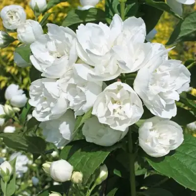 Жасмин махровый в Солигорске