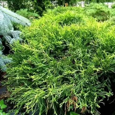 Кипарисовик ФИЛИФЕРА АУРЕА ВАРИЕГАТТА горохоплодный в Солигорске