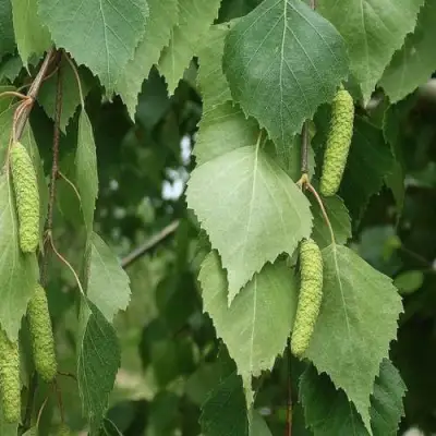 Береза бородавчатая в Солигорске