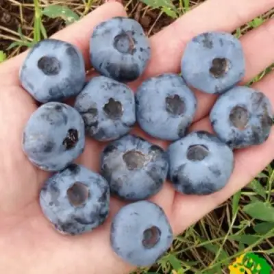 Голубика ЧАНДЛЕР в Солигорске