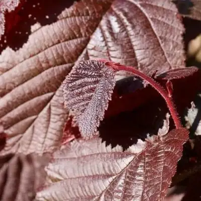 Фундук СИРЕНА в Солигорске