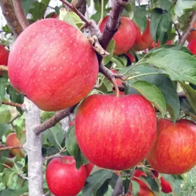 Яблоня ЖЕНЕВА (ЖЕНЕВА ЭРЛИ) в Солигорске