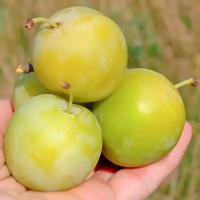 Слива РЕНКЛОД ранний в Солигорске