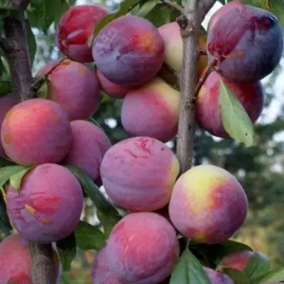 Слива ИМПЕРИАЛ колонновидная в Солигорске