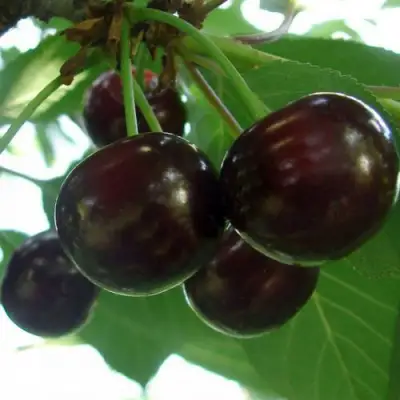 Дюк КСЕНИЯ (ЧЕРЕВИШНЯ) в Солигорске