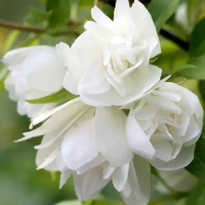 Жасмин МАНТО Д’ЭРМИН в Солигорске