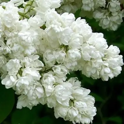 Сирень ПАМЯТЬ О КОЛЕСНИКОВЕ в Солигорске