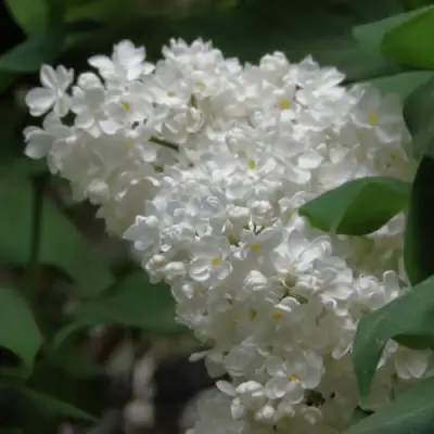 Сирень РУССКИЙ СЕВЕР в Солигорске