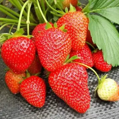 клубника Вима Рина